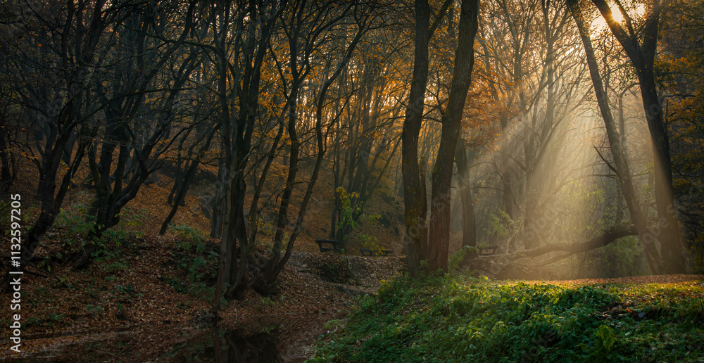 Fototapeta premium sunrise in the forest
