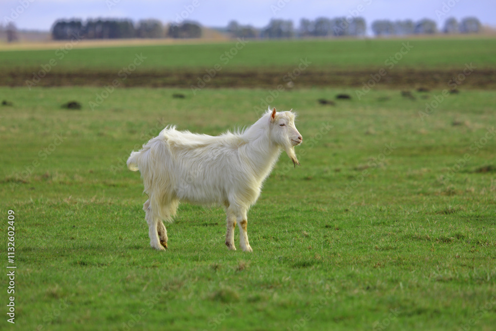 Obraz premium A white goat walks across a green field and looks around.