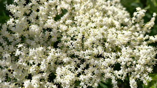 Slika na platnu blooming elderberry bush in rural landscape in Vojvodina