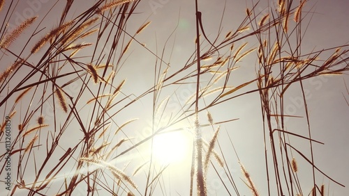 grass flowers, grassland, sunset, beautiful nature