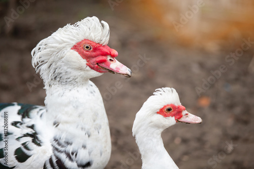 Birds on a farm. Two Muscovy ducks against the background of the earth. photo