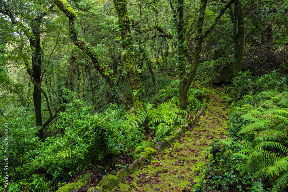 Obraz premium Weg im Parque da Pena, Naturpark Sintra-Cascais, Lissabon, Portugal