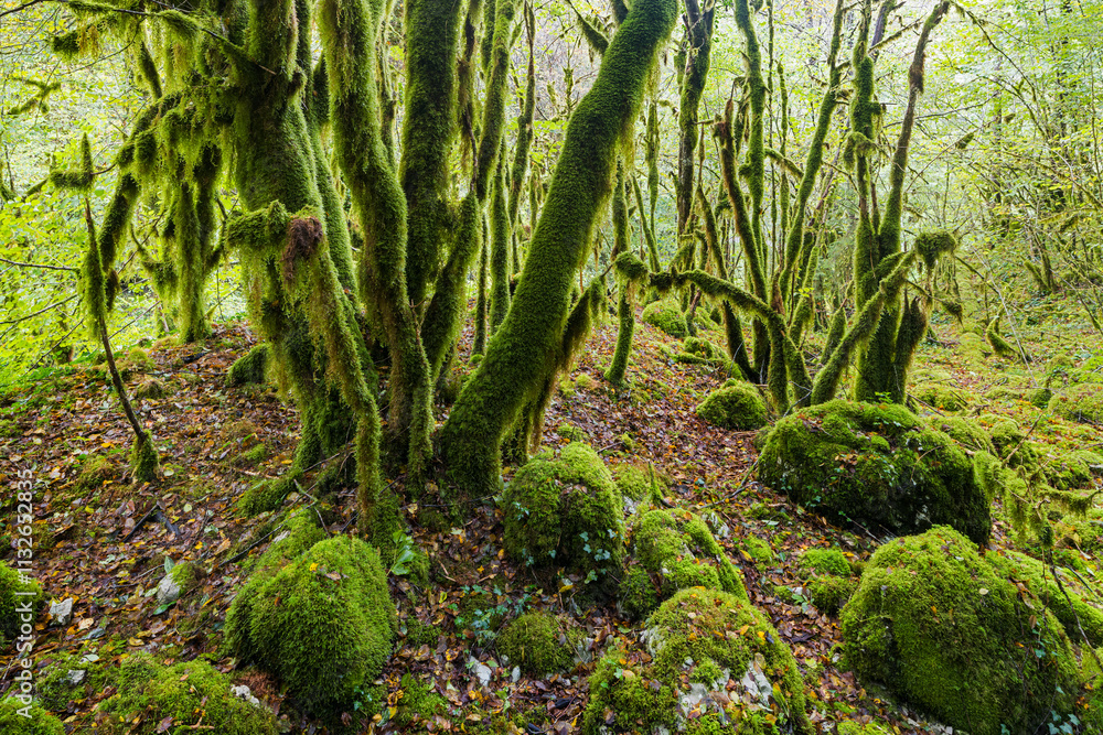 Fototapeta premium moosbewachsener Wald im Flumen Tal, Septmoncel Les Molunes, Jura, Frankreich