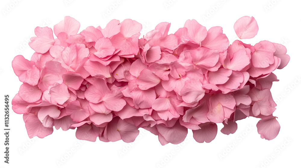Fototapeta premium Fallen pink flower petals isolated on transparent background, cutout