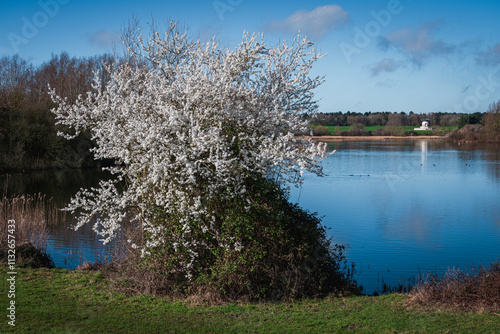 A blooming bush with tiny white blossoms frames the near side of Willen Lake, with the Peace Pagoda reflecting on the serene water under the blue early spring sky photo