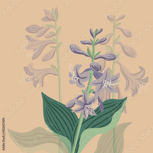 plantain lily, giboshi, garden flower, hosta, vector drawing flowering plants, floral composition, hand drawn botanical illustration