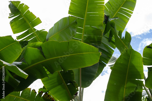 Close-Up Of Bright Green Banana Leaves Against Sky In Pijao, Quindio, Colombia photo