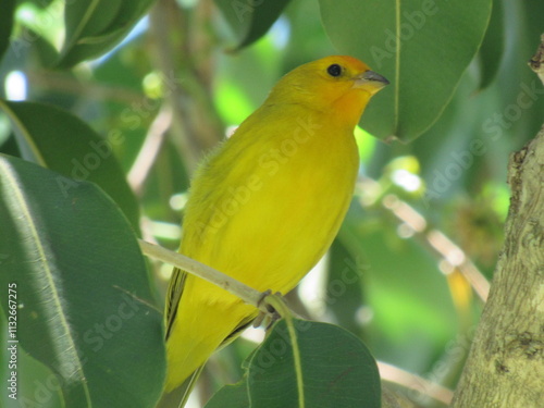 O passarinho amarelo.