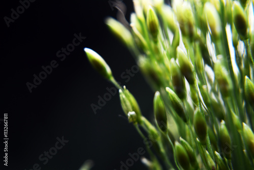 Panicum maximum is a versatile and hardy plant, thriving in a variety of environments from savanna to woodland. Characterized by slender, segmented stems and flat, linear leaves photo