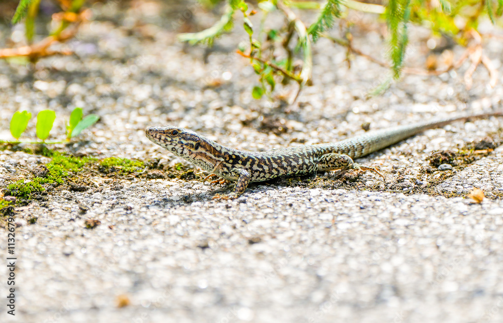 Common lizard on stony ground. Animal in close-up.
Common lizard on stony ground. Animal in close-up.