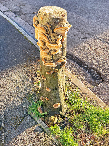 Fungus growing on a tree stump on a suburban street in a town in the south of England