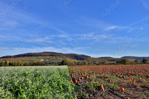 Kürbis- und Senffelder am Fuße des Schönbergs in Freiburg photo