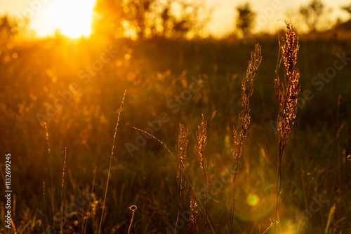 Golden hour meadow with glowing grass stems and warm sunlight. A serene meadow scene with tall grass illuminated by the golden hour sunlight, creating a dreamy and warm atmosphere in nature