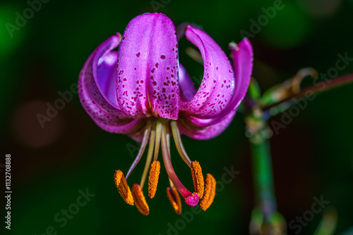Close up of a beautiful pink turks cap lily