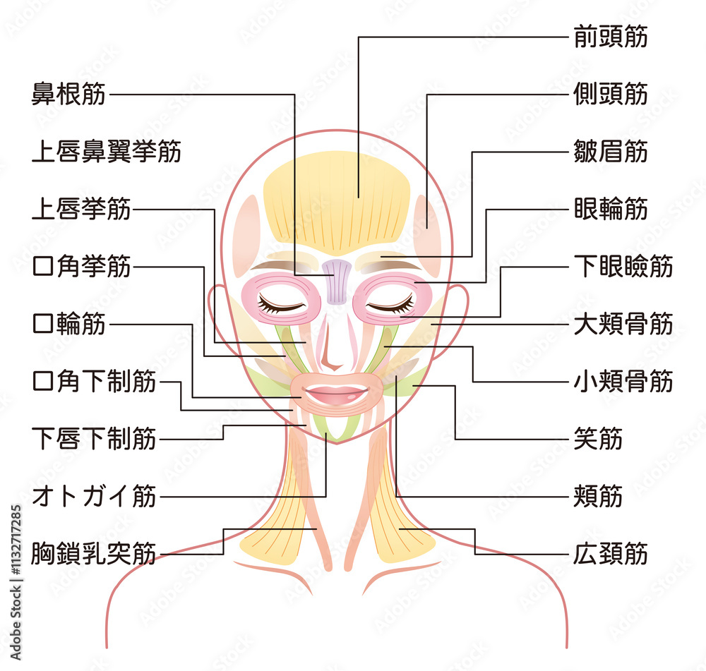 Obraz premium 顔の筋肉の仕組み 美容 表情筋