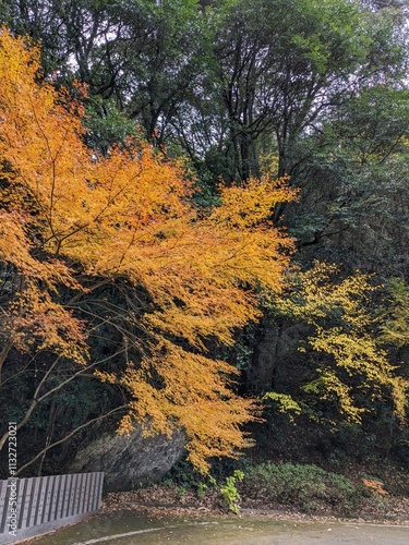 きれいな紅葉