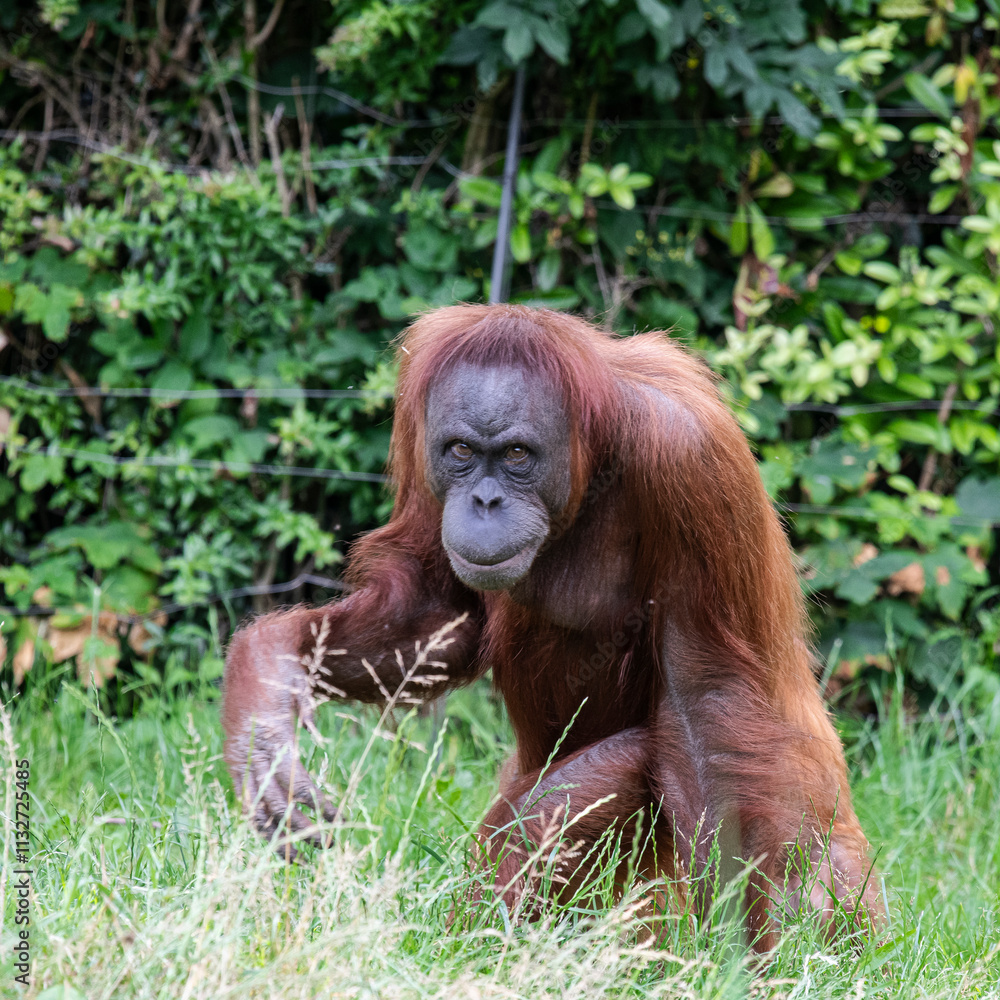 Fototapeta premium Orang-Utan auf Nahrungssuche
