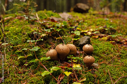 brown bovist mushrooms in a forest photo