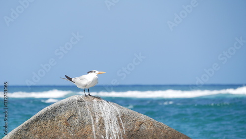 seagull on the sea