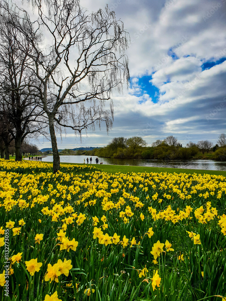 Obraz premium Daffodil flowers in bloom along the river.