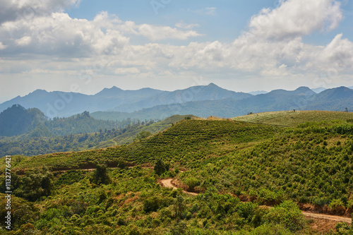 Tea plantation at Malino, South Sulawesi, Indonesia