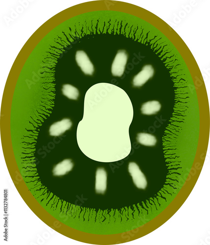 Slice of green kiwi photo