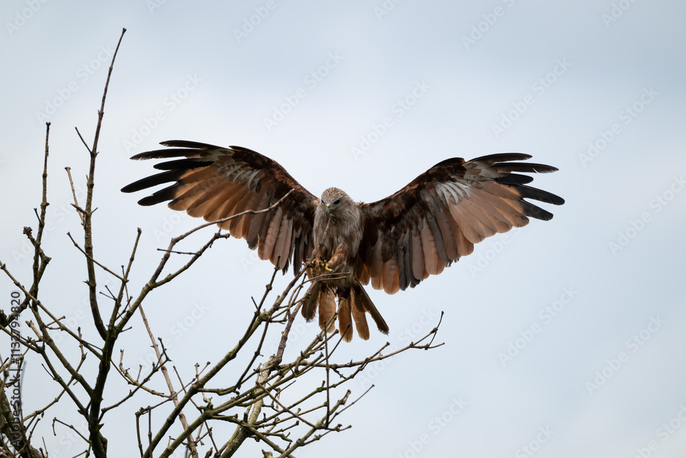 Obraz premium Juvenile Brahminy kite coming to land on the branches of a dead tree