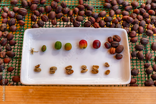 Concept of the different stages of coffee beans traditional dried. showing the evolution of the beans. peeled, dry, unpeeled, photo