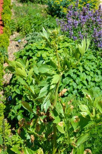 Livèche, Ache des montagnes, Levisticum officinale photo