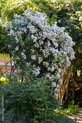 Rose, variete Rambling Rector photo