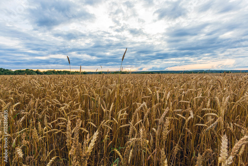 Evening landscape, rye field stretching to the horizon