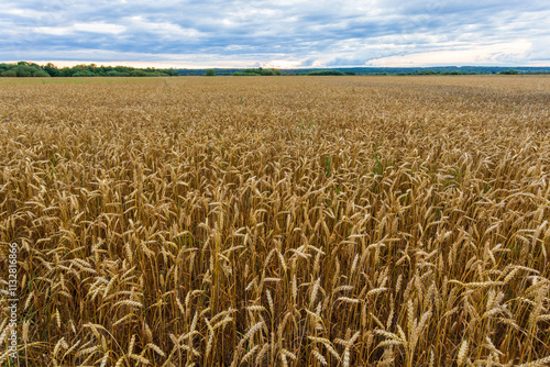 Evening landscape, rye field stretching to the horizon