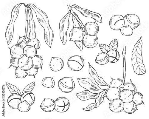 Vector Macadamia Nuts Sketches Collection, Black Outline Drawings Isolated on White Background.