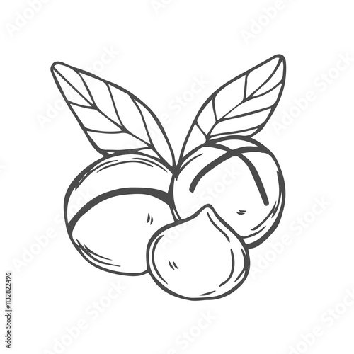Vector macadamia nut illustration. Shelled and cracked macadamia nuts, kernels and shells