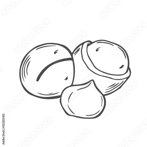 Vector macadamia nut illustration. Shelled and cracked macadamia nuts, kernels and shells