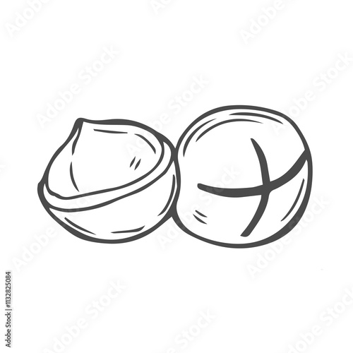 Vector macadamia nut illustration. Shelled and cracked macadamia nuts, kernels and shells