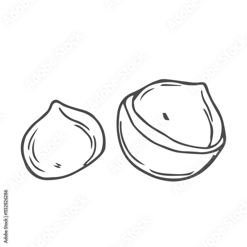 Vector macadamia nut illustration. Shelled and cracked macadamia nuts, kernels and shells
