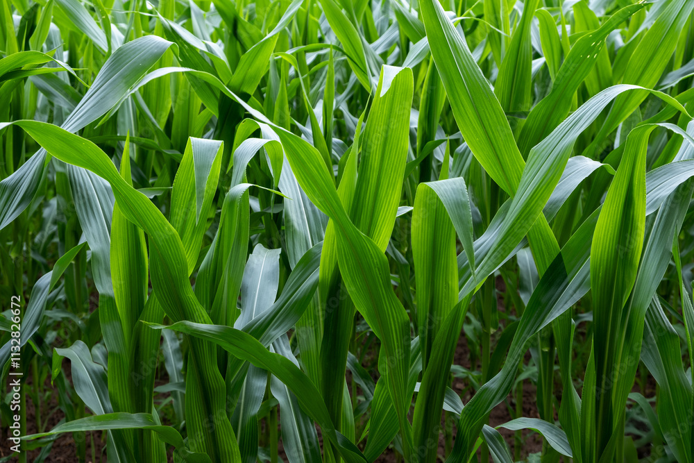 Obraz premium green grass in the wind