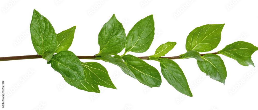 Fototapeta premium A fresh green leaf branch on a white background. transparent background