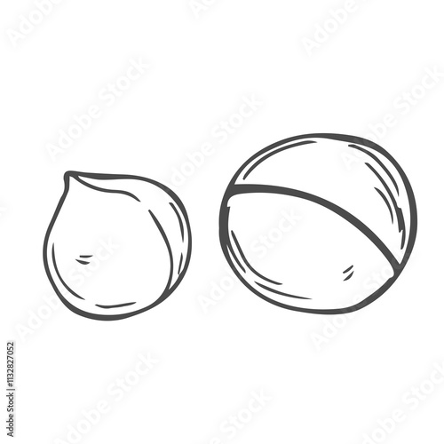 Vector macadamia nut illustration. Shelled and cracked macadamia nuts, kernels and shells