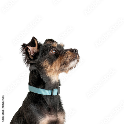 A The Alert Scottish Terrier Poses Proudly Against a Solid Black Background photo