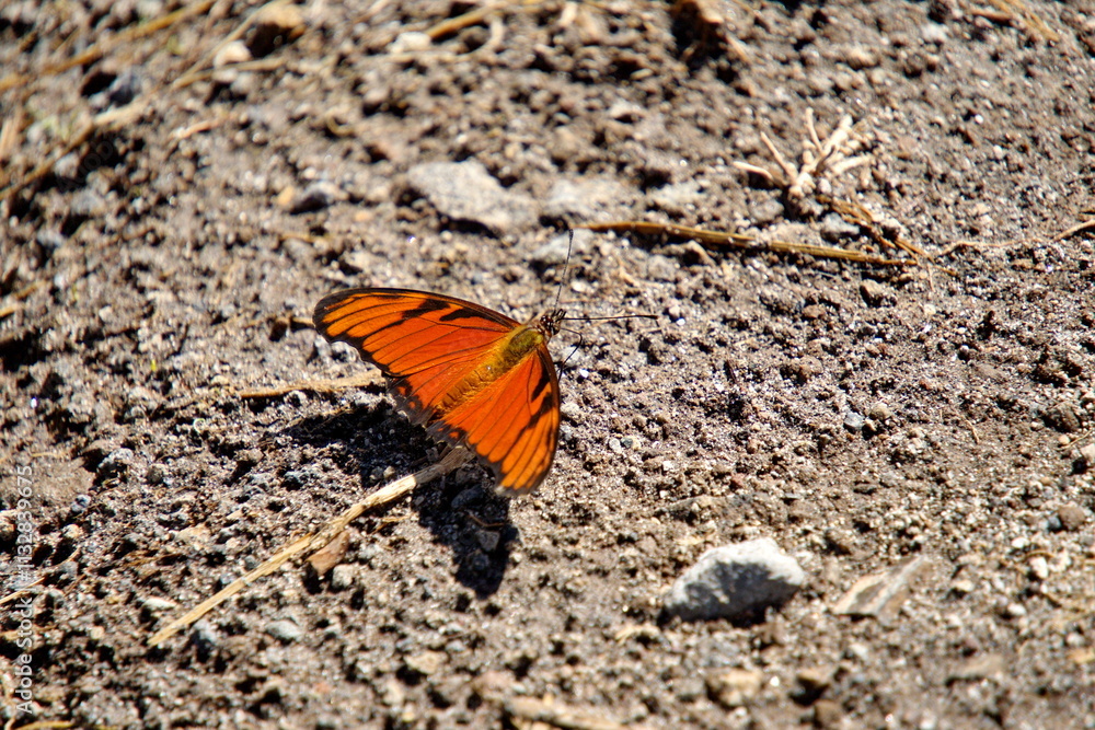 Orange butterfly on the ground in Cotacachi, Ecuador Orange butterfly on the ground in Cotacachi, Ecuador