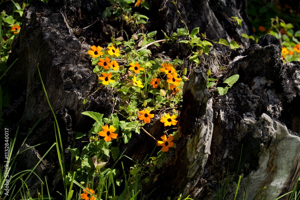 Fototapeta premium Black-eyed susan vine with orange flowers growing over a stump in Cotacachi, Ecuador