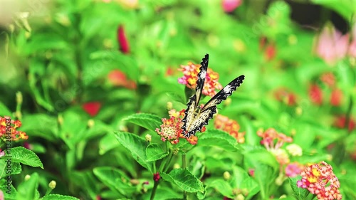 A beautiful butterfly foraging among the flowers.