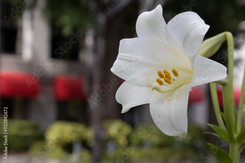 ユリの花 photo