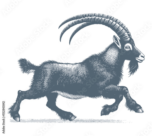 Goat Vector, bezoar ibex goat vector