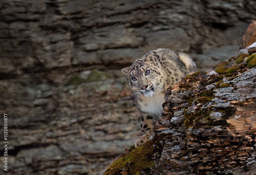 Snow leopard (Panthera uncia) walking on a rocky cliff in winter