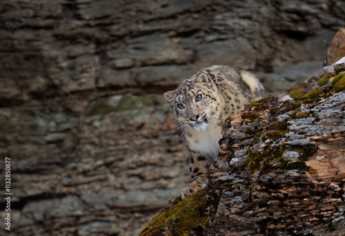 Obraz na płótnie Snow leopard (Panthera uncia) walking on a rocky cliff in winter w salonie