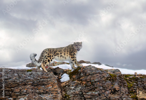 Snow leopard (Panthera uncia) walking on a rocky cliff in winter
