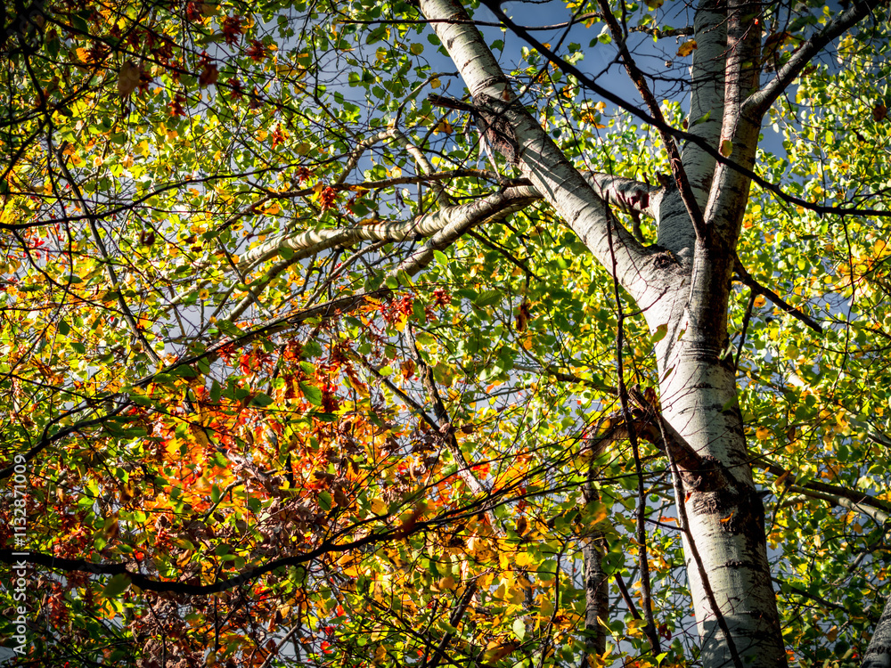 Fototapeta premium Colorful autumn tree branches with blue sky background down up view
